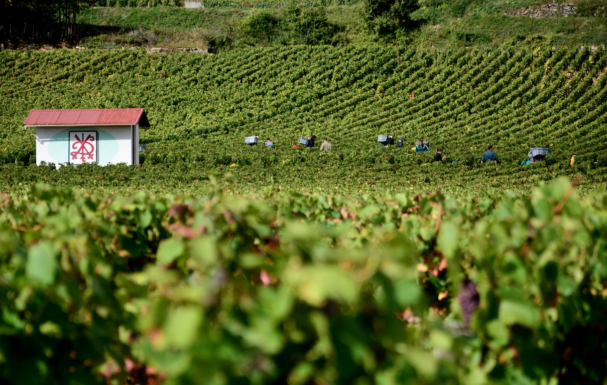 Vendanges 2012