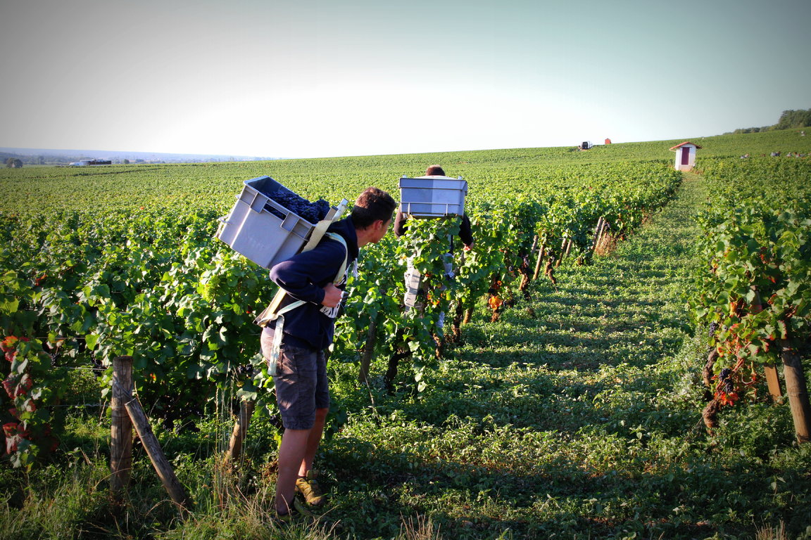 Vendanges 2015