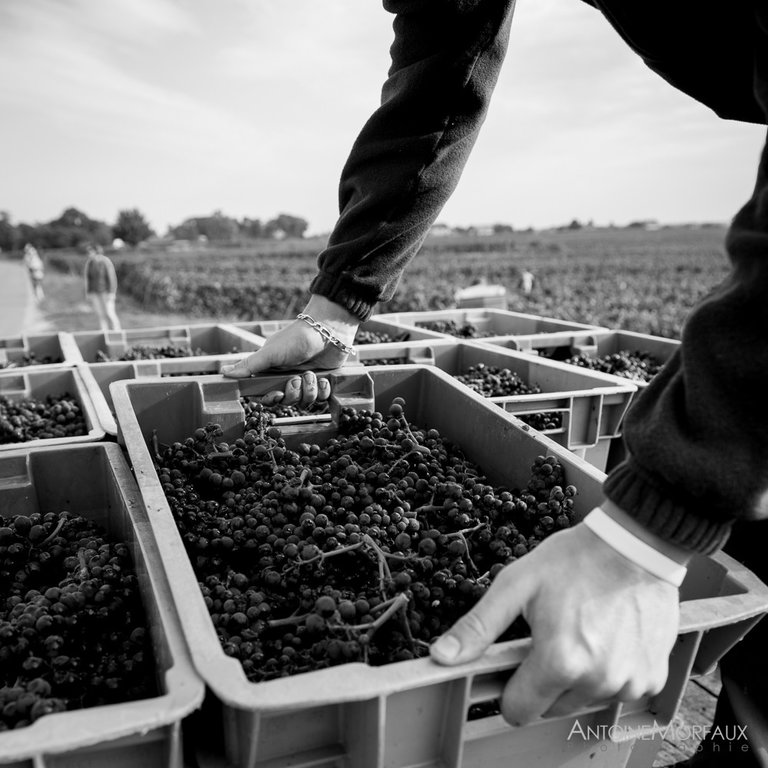 Vendanges 2016