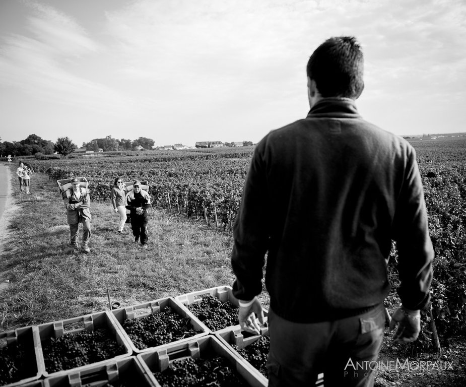 Vendanges 2016