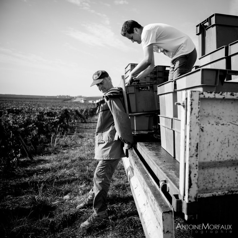 Vendanges 2016