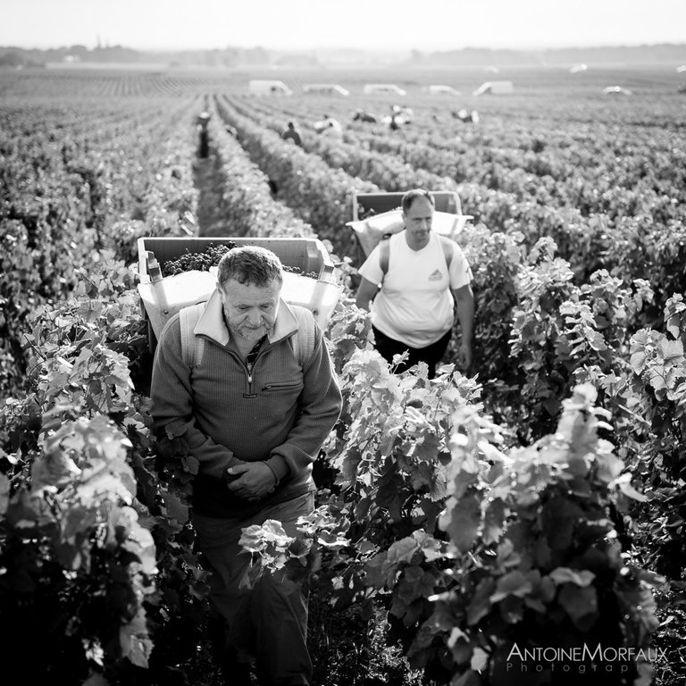 Harvest 2016