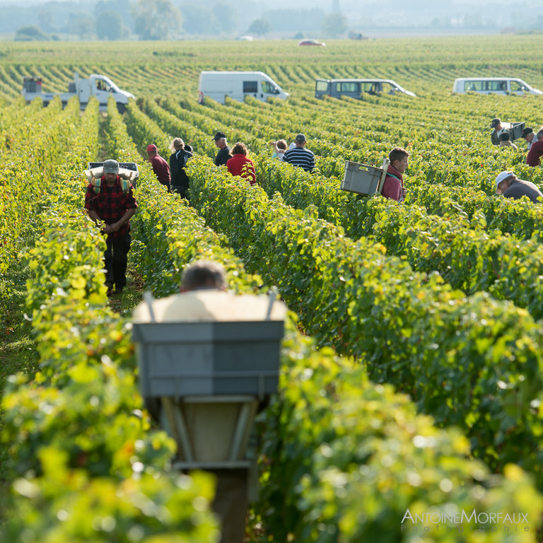 Vendanges 2016