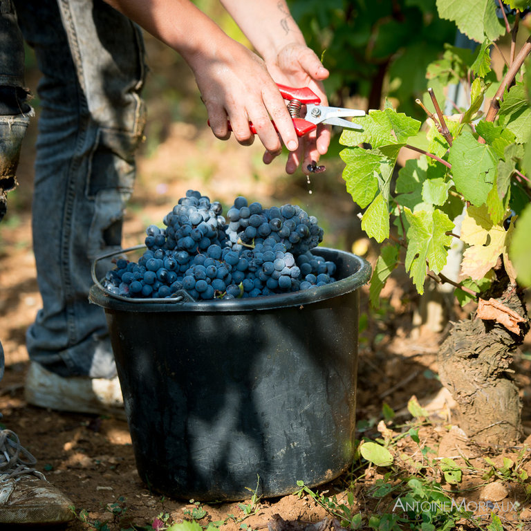 Vendanges 2016