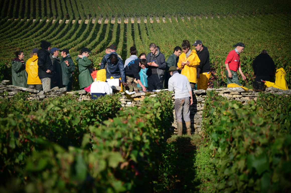 Vendanges 2012