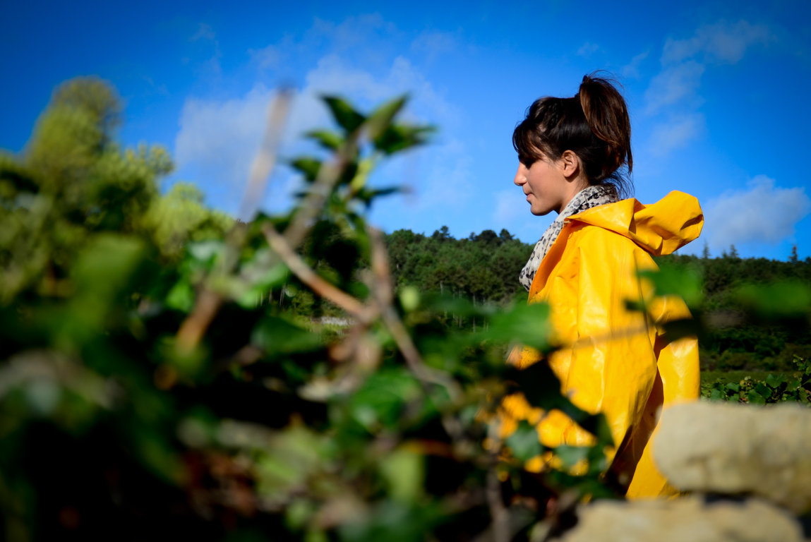 Vendanges 2012