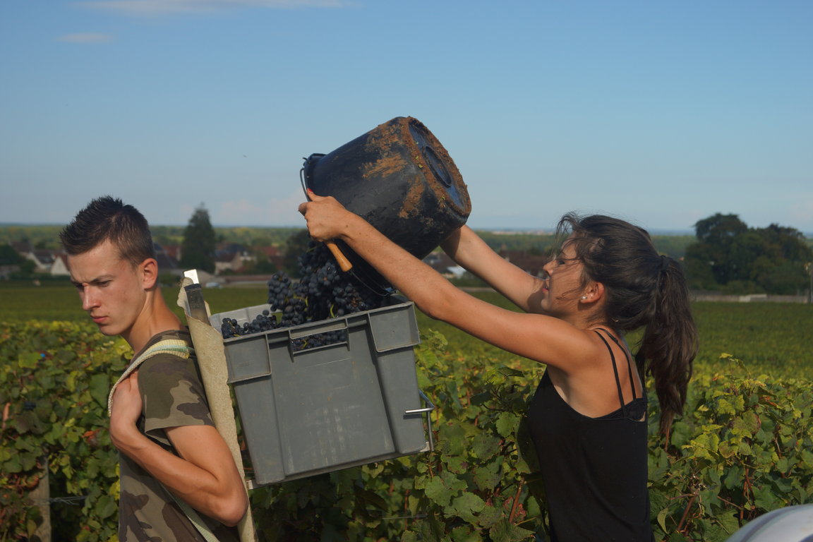 Vendanges 2014