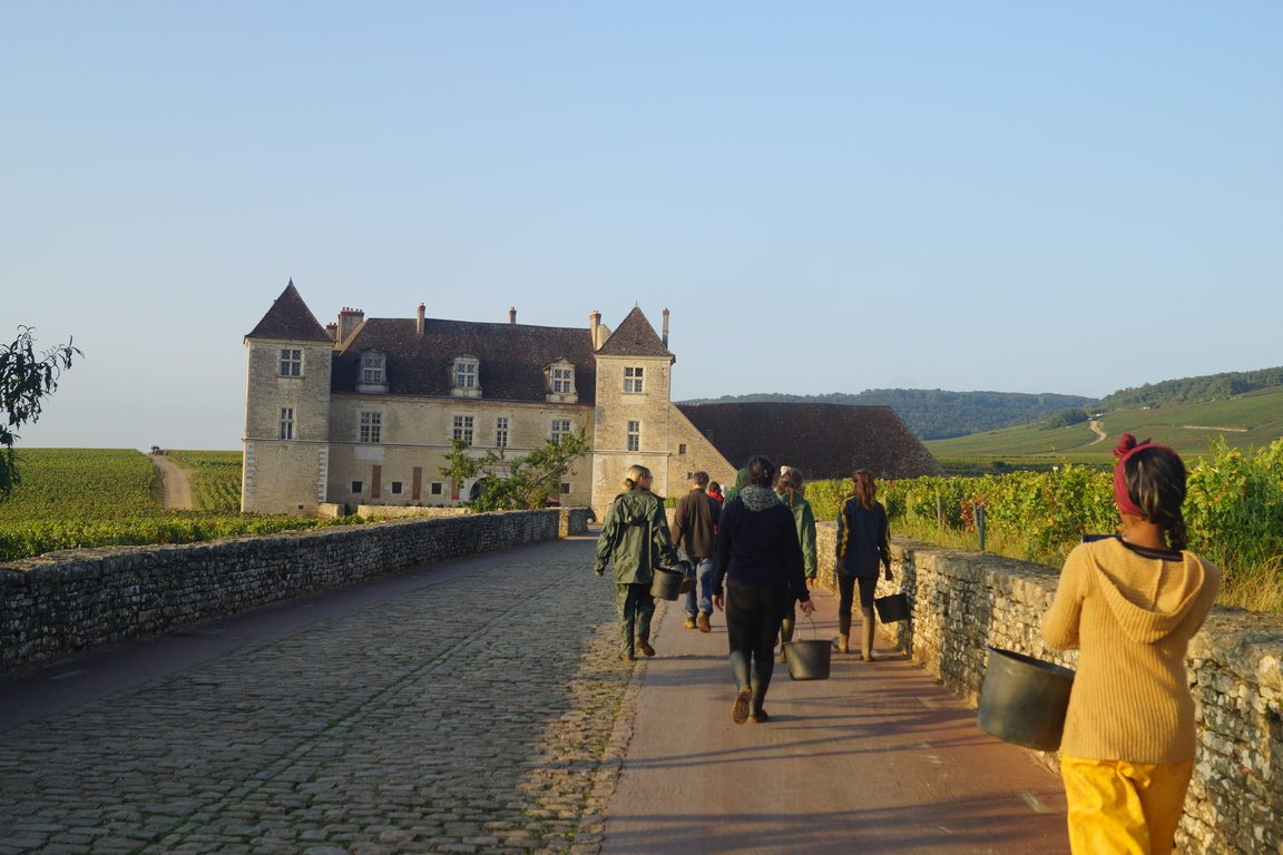 Vendanges 2014