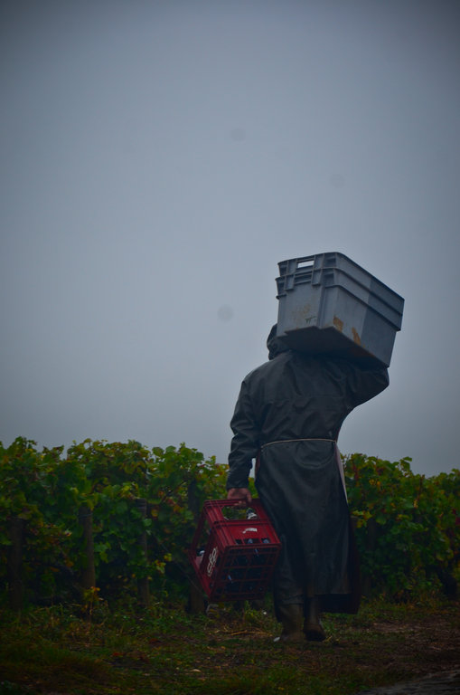 Vendanges 2012