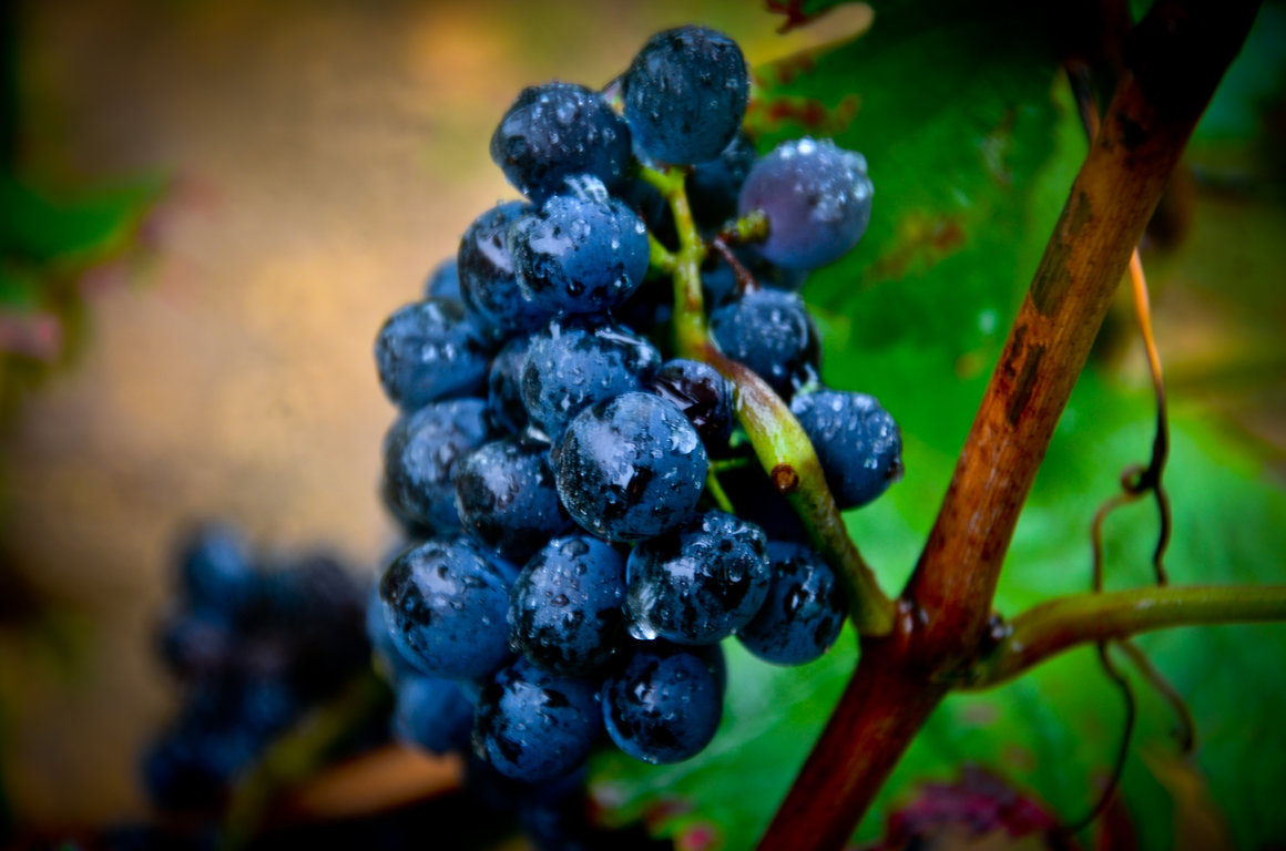 Vendanges 2012